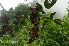 Archidendron clypearia